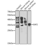 Western Blot - Anti-EAF2 Antibody (A15554) - Antibodies.com