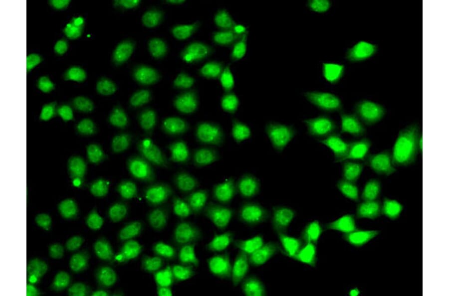Immunofluorescence - Anti-EAF2 Antibody (A15554) - Antibodies.com