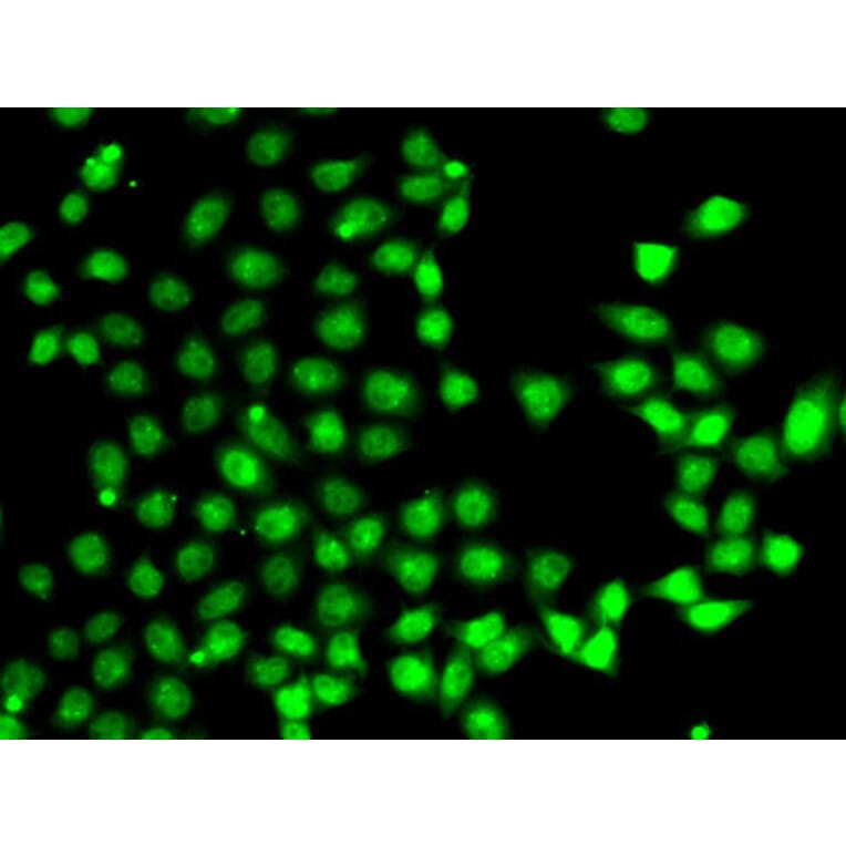 Immunofluorescence - Anti-EAF2 Antibody (A15554) - Antibodies.com