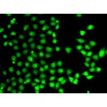 Immunofluorescence - Anti-EAF2 Antibody (A15554) - Antibodies.com
