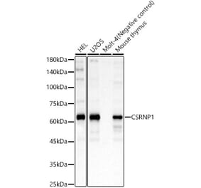 Western Blot - Anti-AXUD1 Antibody (A15556) - Antibodies.com