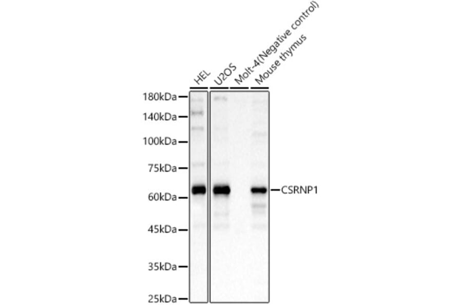 Western Blot - Anti-AXUD1 Antibody (A15556) - Antibodies.com