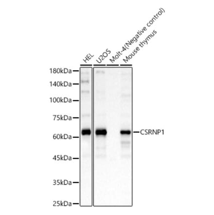 Western Blot - Anti-AXUD1 Antibody (A15556) - Antibodies.com