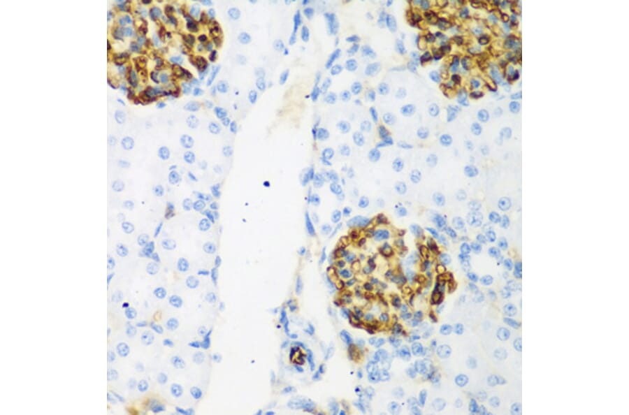 Immunohistochemistry - Anti-AXUD1 Antibody (A15556) - Antibodies.com