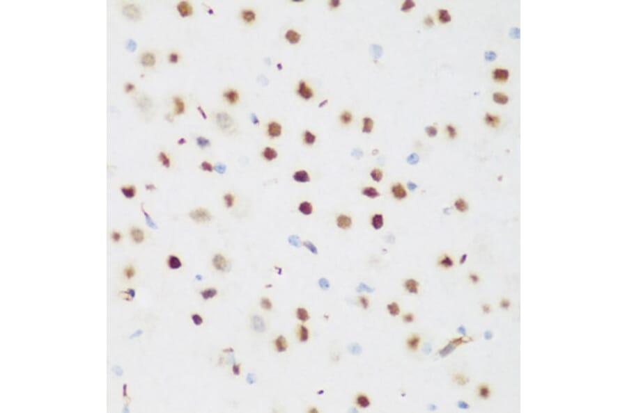 Immunohistochemistry - Anti-AXUD1 Antibody (A15556) - Antibodies.com