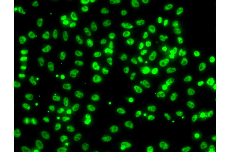 Immunofluorescence - Anti-AXUD1 Antibody (A15556) - Antibodies.com