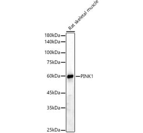 Western Blot - Anti-PINK1 Antibody (A15557) - Antibodies.com