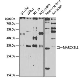 Western Blot - Anti-MARCKS like protein Antibody (A15558) - Antibodies.com