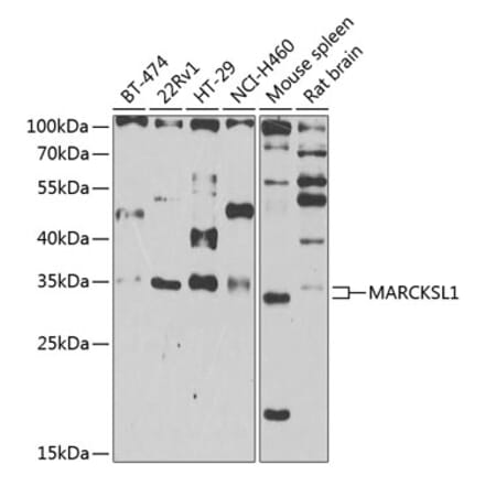 Western Blot - Anti-MARCKS like protein Antibody (A15558) - Antibodies.com