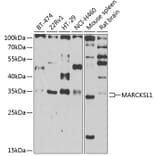 Western Blot - Anti-MARCKS like protein Antibody (A15558) - Antibodies.com