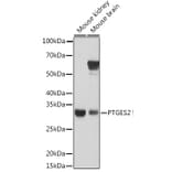 Western Blot - Anti-PTGES2/Gbf1 Antibody (A15561) - Antibodies.com