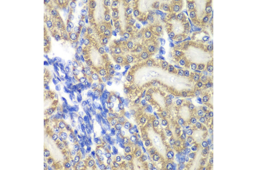 Immunohistochemistry - Anti-PTGES2/Gbf1 Antibody (A15561) - Antibodies.com