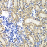 Immunohistochemistry - Anti-PTGES2/Gbf1 Antibody (A15561) - Antibodies.com