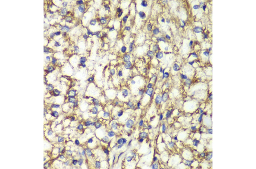 Immunohistochemistry - Anti-PTGES2/Gbf1 Antibody (A15561) - Antibodies.com