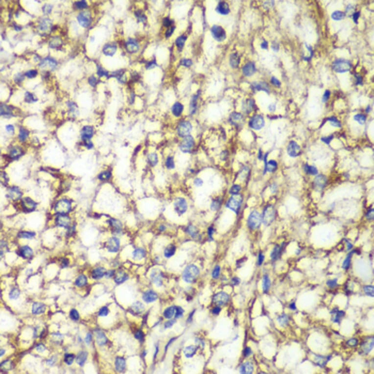 Immunohistochemistry - Anti-PTGES2/Gbf1 Antibody (A15561) - Antibodies.com