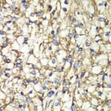 Immunohistochemistry - Anti-PTGES2/Gbf1 Antibody (A15561) - Antibodies.com