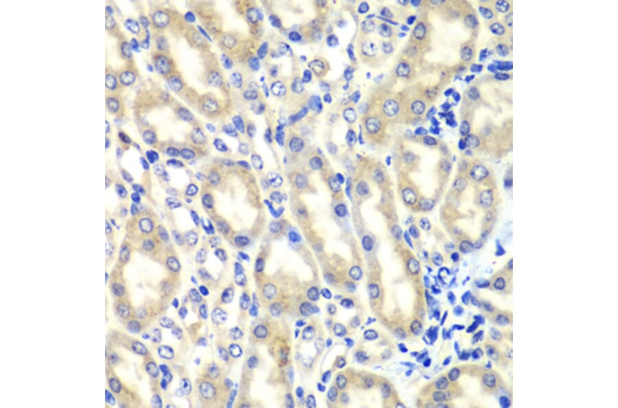 Immunohistochemistry - Anti-PTGES2/Gbf1 Antibody (A15561) - Antibodies.com