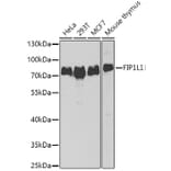 Western Blot - Anti-FIP1L1 Antibody (A15562) - Antibodies.com