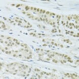 Immunohistochemistry - Anti-FIP1L1 Antibody (A15562) - Antibodies.com