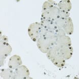 Immunohistochemistry - Anti-FIP1L1 Antibody (A15562) - Antibodies.com