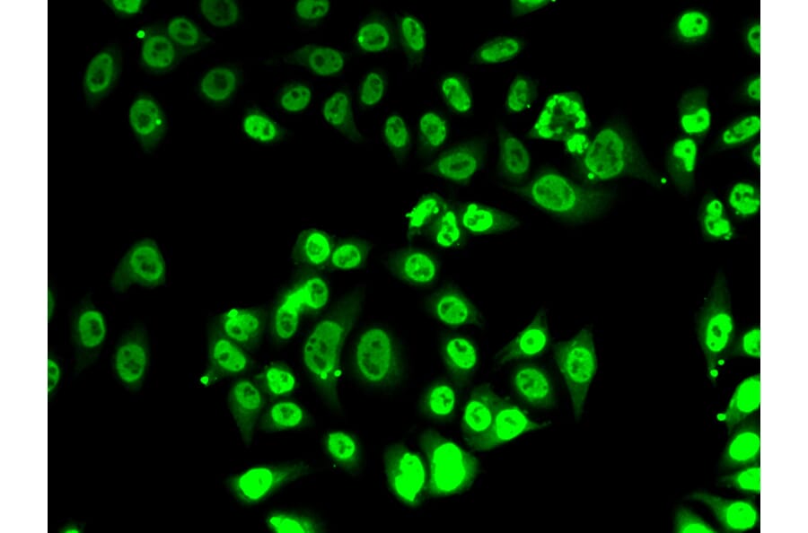 Immunofluorescence - Anti-FIP1L1 Antibody (A15562) - Antibodies.com