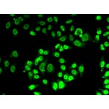 Immunofluorescence - Anti-FIP1L1 Antibody (A15562) - Antibodies.com