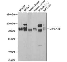 Western Blot - Anti-Sts1 Antibody (A15563) - Antibodies.com