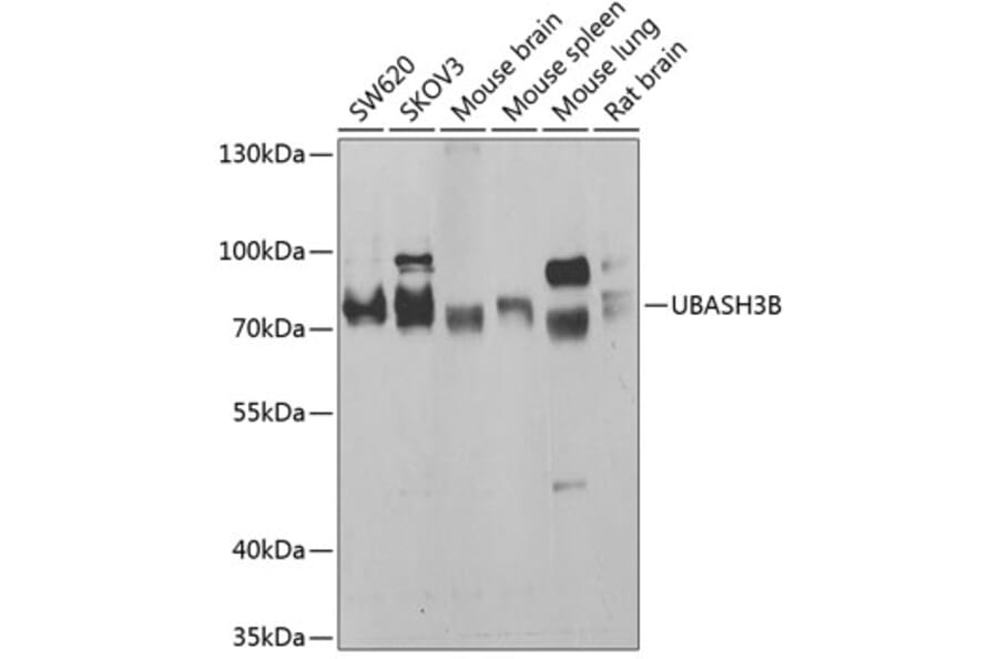 Western Blot - Anti-Sts1 Antibody (A15563) - Antibodies.com