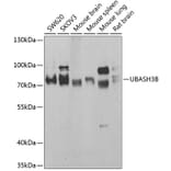 Western Blot - Anti-Sts1 Antibody (A15563) - Antibodies.com