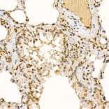 Immunohistochemistry - Anti-Sts1 Antibody (A15563) - Antibodies.com