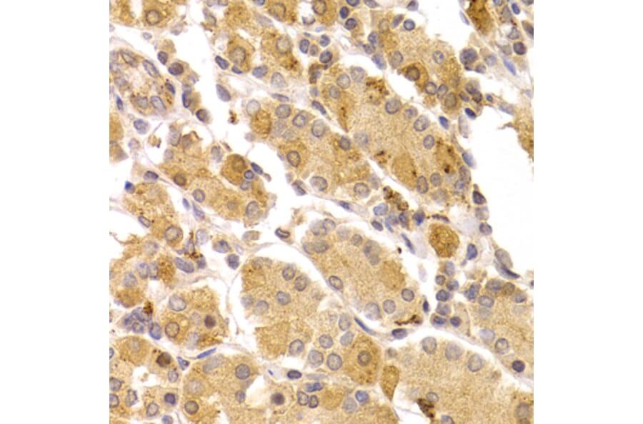 Immunohistochemistry - Anti-ART5 Antibody (A7146) - Antibodies.com