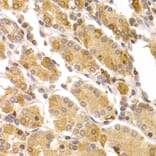 Immunohistochemistry - Anti-ART5 Antibody (A7146) - Antibodies.com