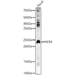 Western Blot - Anti-NKp30 Antibody (A15568) - Antibodies.com