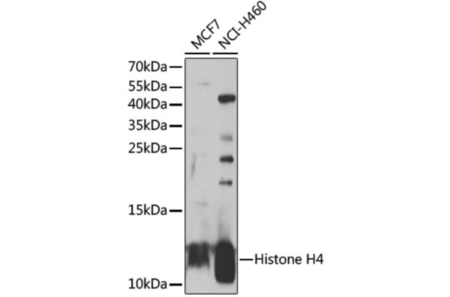 Western Blot - Anti-Histone H4 Antibody (A7157) - Antibodies.com