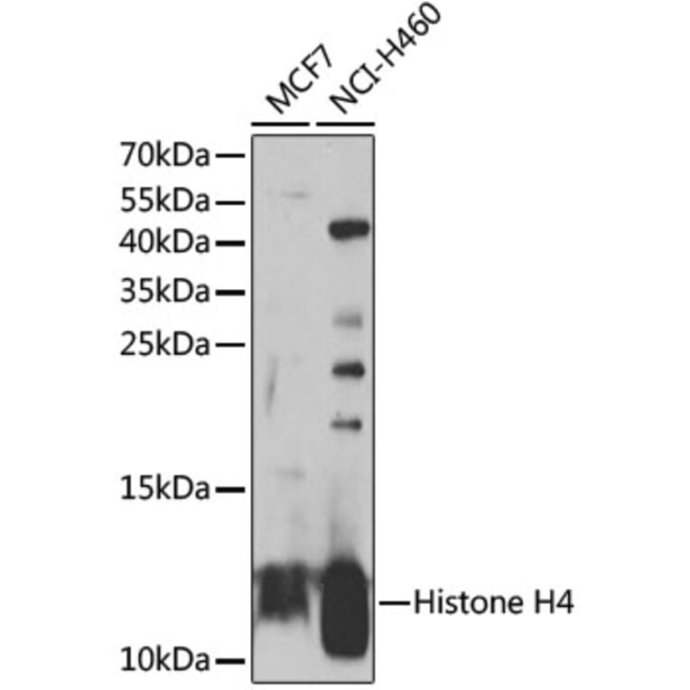 Western Blot - Anti-Histone H4 Antibody (A7157) - Antibodies.com