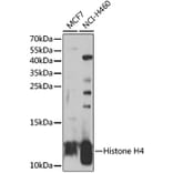 Western Blot - Anti-Histone H4 Antibody (A7157) - Antibodies.com