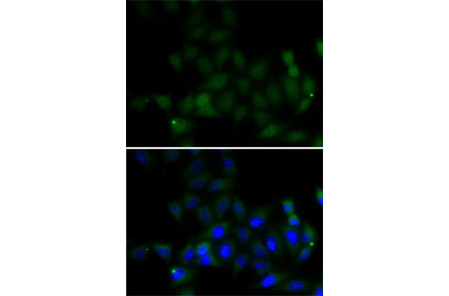 Immunofluorescence - Anti-Histone H4 Antibody (A7157) - Antibodies.com