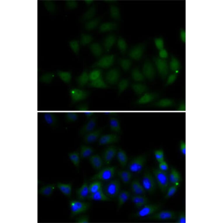 Immunofluorescence - Anti-Histone H4 Antibody (A7157) - Antibodies.com
