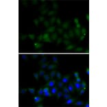 Immunofluorescence - Anti-Histone H4 Antibody (A7157) - Antibodies.com