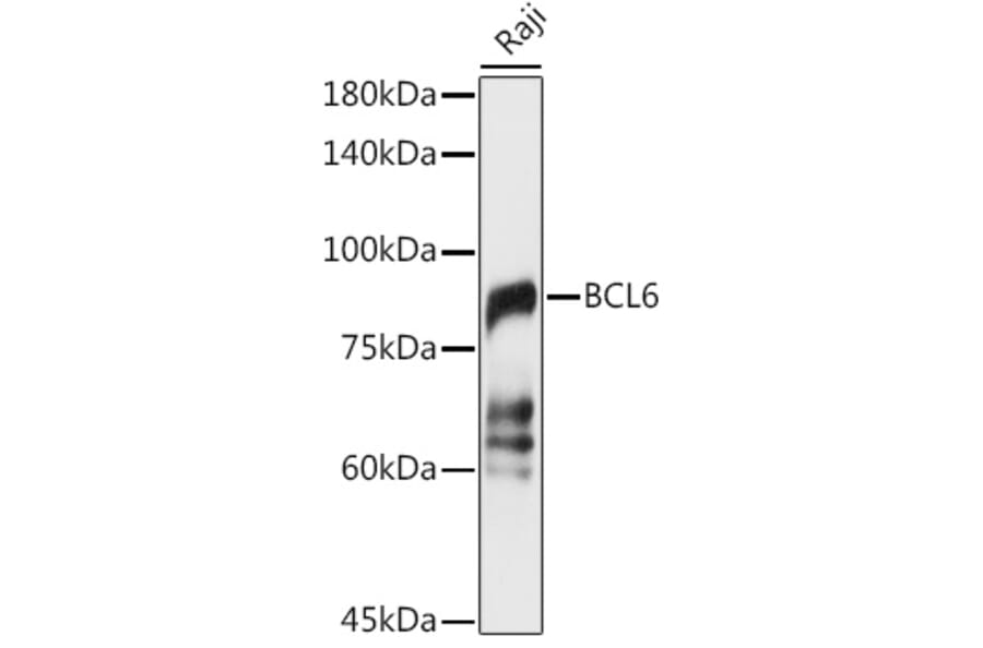 Western Blot - Anti-Bcl6 Antibody (A15573) - Antibodies.com