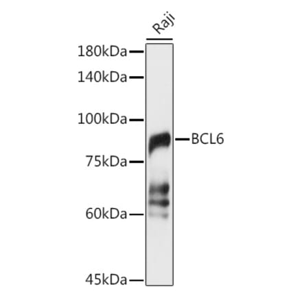 Western Blot - Anti-Bcl6 Antibody (A15573) - Antibodies.com