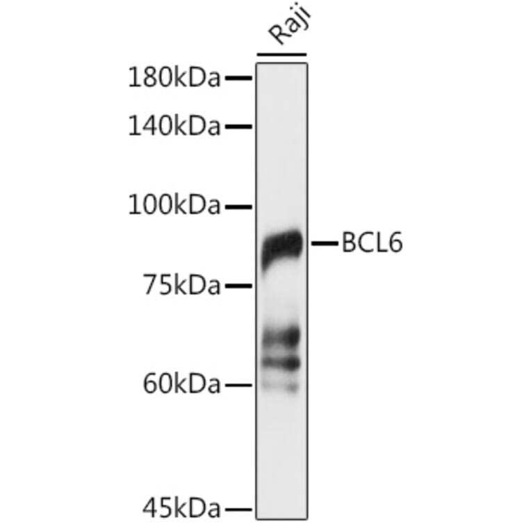 Western Blot - Anti-Bcl6 Antibody (A15573) - Antibodies.com