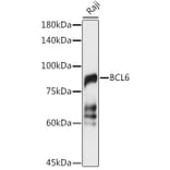 Western Blot - Anti-Bcl6 Antibody (A15573) - Antibodies.com