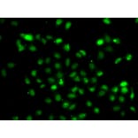 Immunofluorescence - Anti-Bcl6 Antibody (A15573) - Antibodies.com