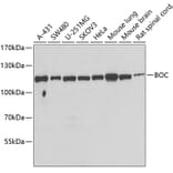 Western Blot - Anti-BOC Antibody (A15574) - Antibodies.com