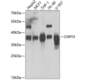 Western Blot - Anti-TNRC5 Antibody (A15576) - Antibodies.com