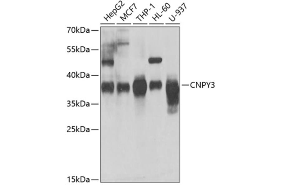 Western Blot - Anti-TNRC5 Antibody (A15576) - Antibodies.com