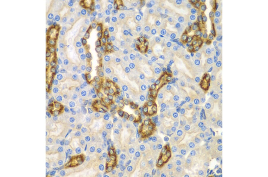 Immunohistochemistry - Anti-TNRC5 Antibody (A15576) - Antibodies.com