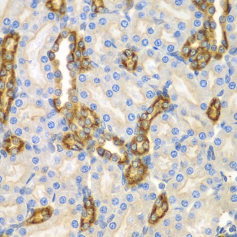 Immunohistochemistry - Anti-TNRC5 Antibody (A15576) - Antibodies.com