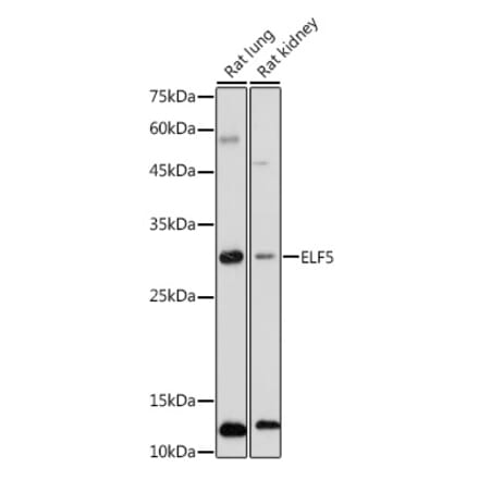 Western Blot - Anti-ELF5 Antibody (A15578) - Antibodies.com